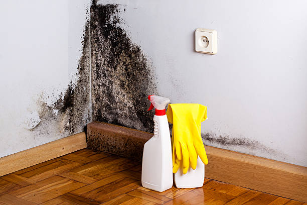 Best Mold Removal for HVAC Installations  in Red Lick, TX